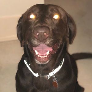 Meet your Posher, Will